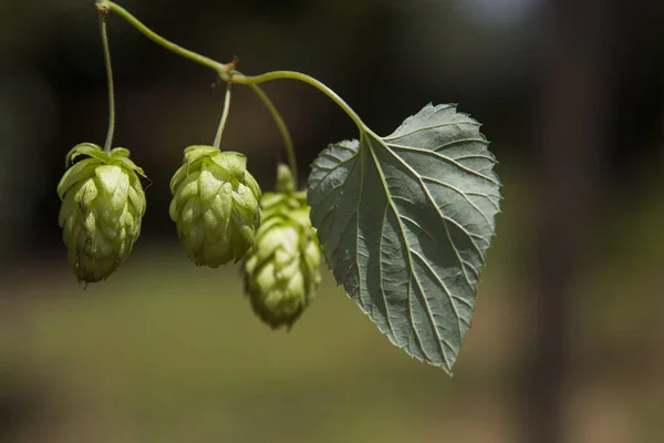 Conos verdes de lúpulo fresco para hacer cerveza y pan de cerca, fondo agrícola — Foto de Stock