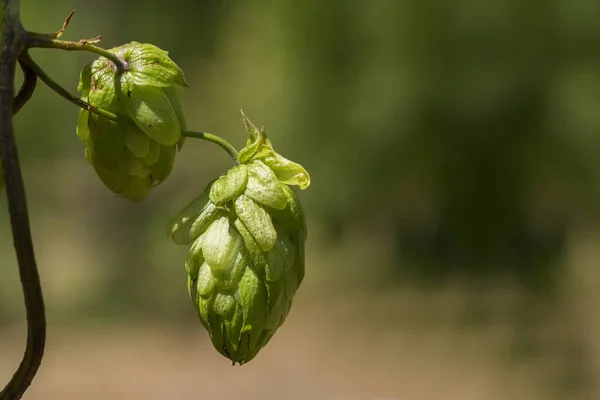 Groene verse hop kegels voor het maken van bier en brood close-up, agrarische achtergrond — Stockfoto