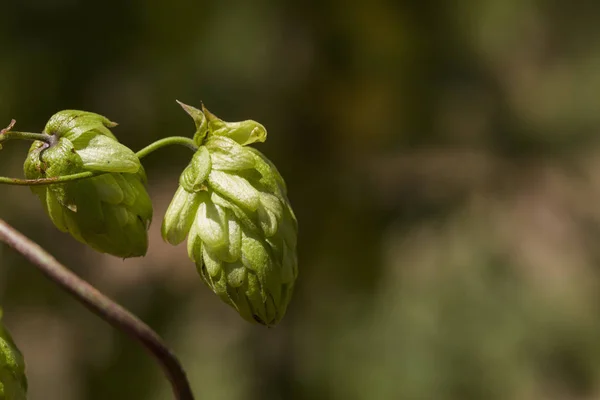 Conos verdes de lúpulo fresco para hacer cerveza y pan de cerca, fondo agrícola — Foto de Stock