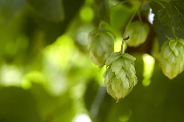 Groene verse hop kegels voor het maken van bier en brood close-up, agrarische achtergrond. — Stockfoto