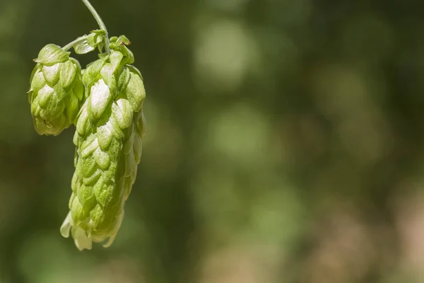 Conos verdes de lúpulo fresco para hacer cerveza y pan de cerca, fondo agrícola — Foto de Stock