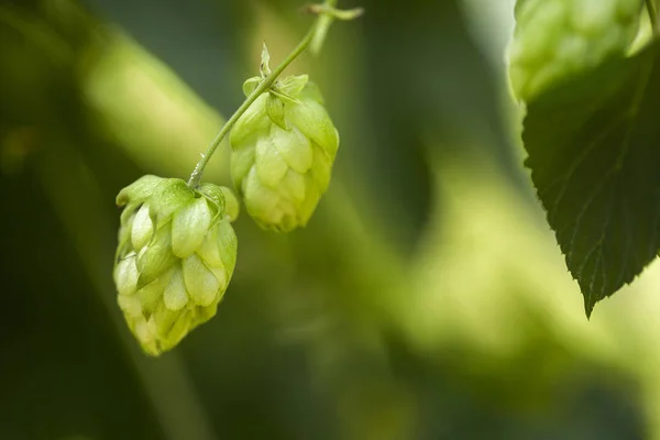 Groene verse hop kegels voor het maken van bier en brood close-up, agrarische achtergrond — Stockfoto