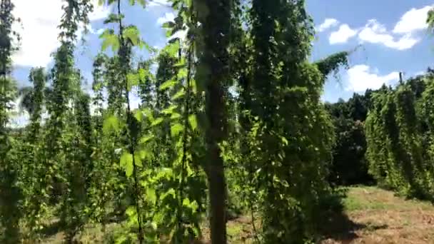 巴西跃场植物生长在一个跃点农场 新鲜和成熟的啤酒花准备收割 啤酒生产原料 — 图库视频影像