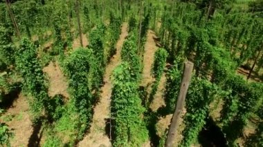 Brezilyalı Hop alan bir Hop çiftlik çiftlik hop büyüyen bitki. Taze ve olgun hazır hasat için Hops. Bira üretim madde.