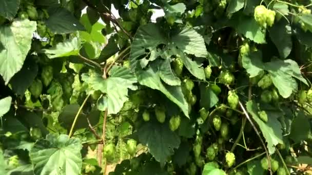 Planta Campo Hop Brasileño Creciendo Una Granja Hop Plantación Lúpulo — Vídeos de Stock