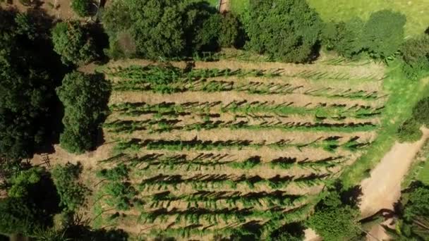 ブラジルのホップ フィールド植物ホップ農場 ホップのプランテーションで成長します 準備ができて 新鮮で熟したホップを収穫するために ビール生産の成分 — ストック動画