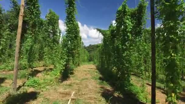 Braziliaanse Veld Hopplant Groeien Een Hop Boerderij Plantage Van Hop — Stockvideo