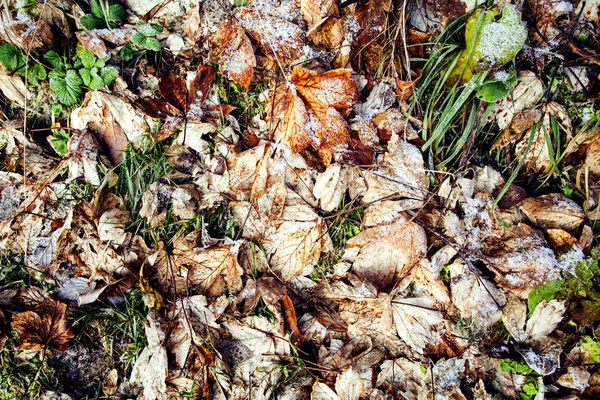 氷のような葉と冷凍草背景 — ストック写真