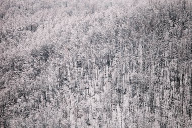 kış orman arka plan