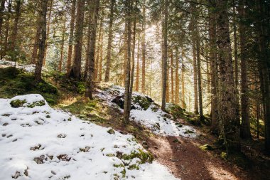 güneş ışığı ile karlı çam ormanı