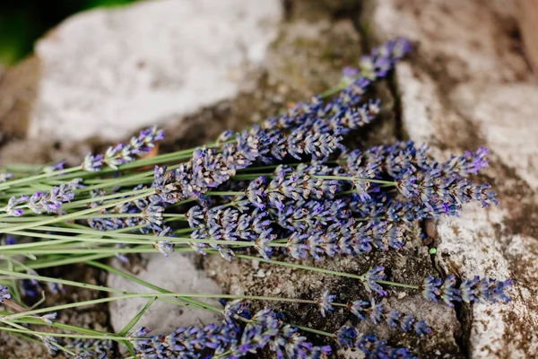 Lavender flowers on stones — Stock Photo, Image
