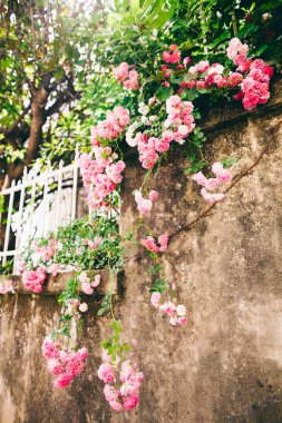 grunge duvar pembe güller