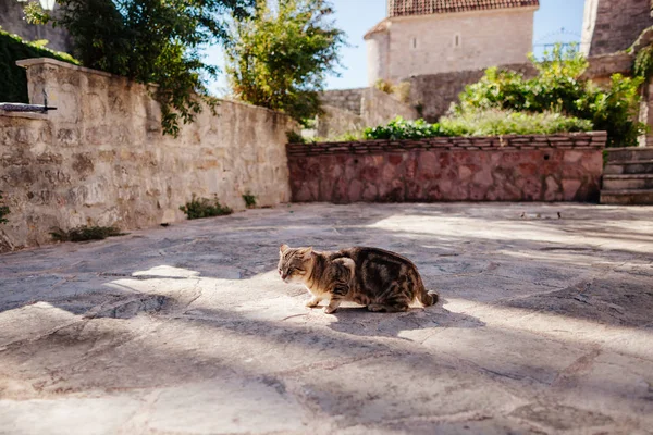 Gato grande en el casco antiguo — Foto de Stock