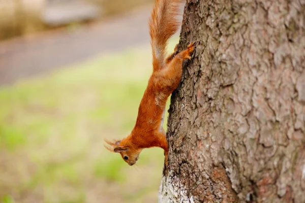 Squirrel on pine tree — Stock Photo, Image