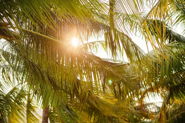 Zonlicht en palm bomen tropisch — Stockfoto