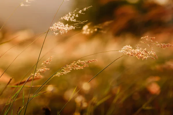 日落的小草和野花 — 图库照片