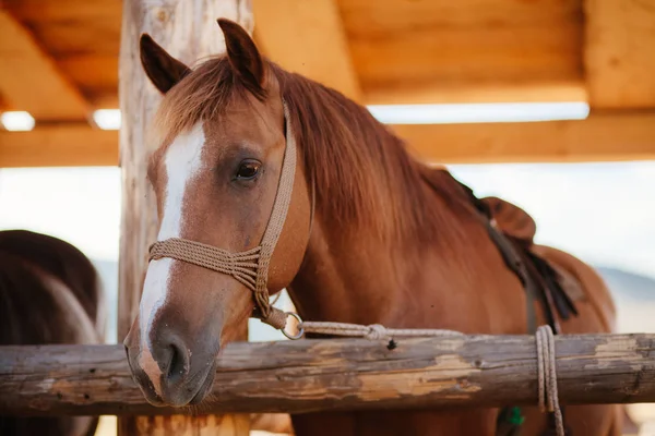 Beau cheval en stalle — Photo