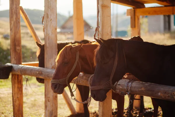 Beaux chevaux en stalle — Photo