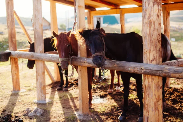 Prachtige paarden in stal — Stockfoto