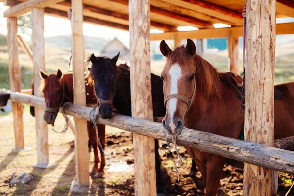 Hermosos caballos en el establo —  Fotos de Stock