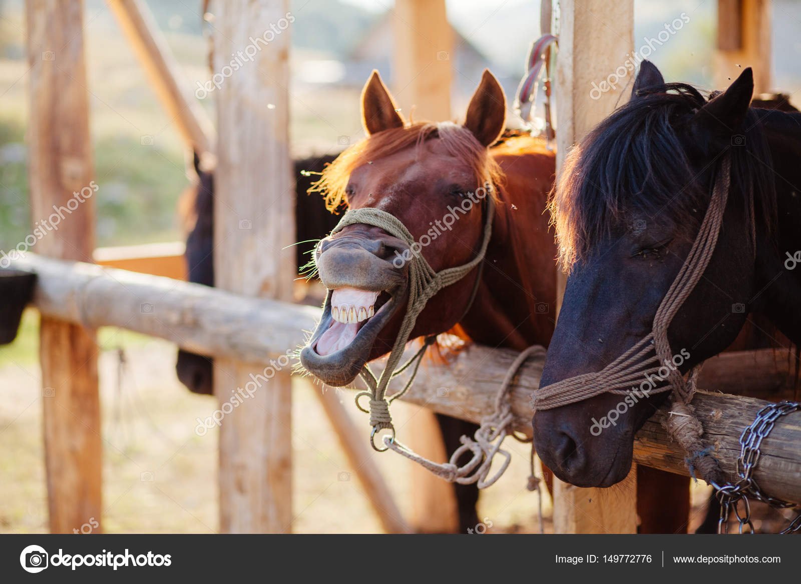 Horse neighs at stall Stock Photo by ©shevtsovy 149772776 Horse neighs at stall Stock Photo by ©shevtsovy 149772776