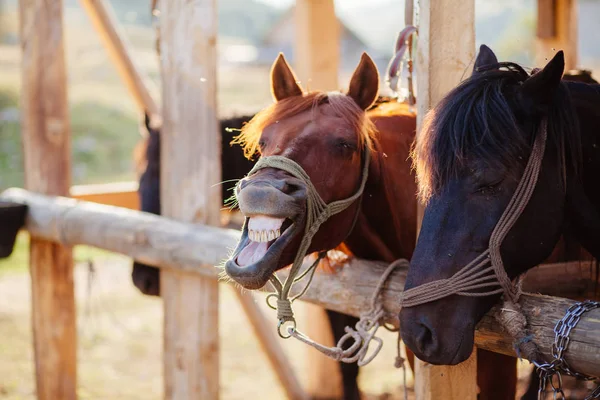 Neighs van het paard op stal — Stockfoto