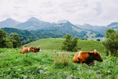 İnekler İsviçre 'de dağ manzaralı çayırlarda otlarlar. Güzel inekler otluyor.