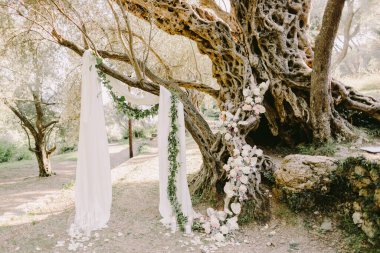 elegant wedding arch in olive trees park . White wedding reception venue near old olive in Becici. Destination wedding venue. clipart