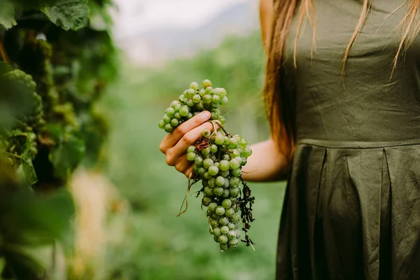 Şarap Bağında Üzüm Tutan Kadın Yakın Çekim — Stok fotoğraf