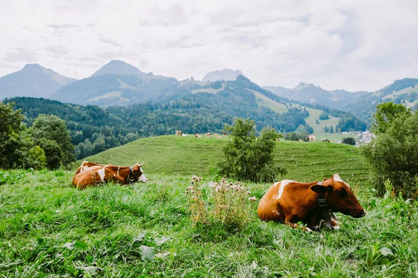 Vacas Pastan Prado Con Vista Montaña Suiza Hermosas Vacas Pastan —  Fotos de Stock