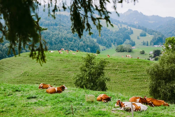 Vacas Pastan Prado Con Vista Montaña Suiza Hermosas Vacas Pastan —  Fotos de Stock