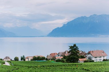 Dağları ve göl manzarası olan üzüm bağları. Vevey, İsviçre 'de dağ manzaralı üzüm bağları terasları.