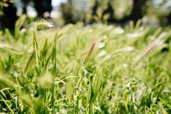 收获绿小麦摇曳的小穗 绿小麦在风中摇曳 — 图库照片