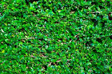 Siyam kaba Bush; Diş fırçası ağaç