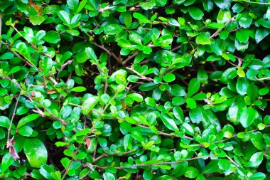 Siyam kaba Bush; Diş fırçası ağaç