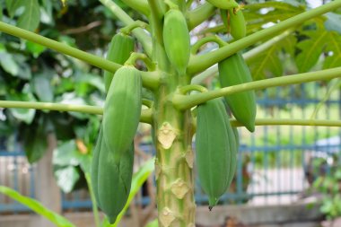 Yeşil papaya ağaç üzerinde