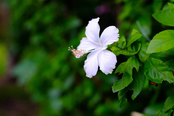 Rose chinoise blanche, fleur de chaussure rose dans le jardin. Reine de tr — Photo