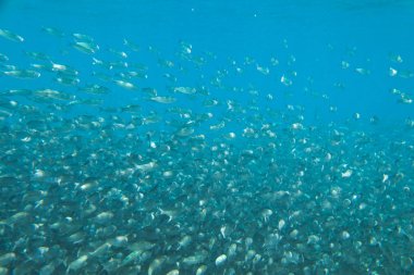 Büyük bir okyanusta balık sürüsü.