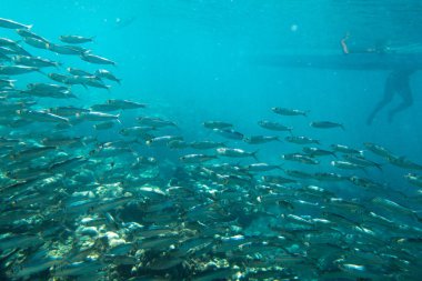 Büyük bir okyanusta balık sürüsü.