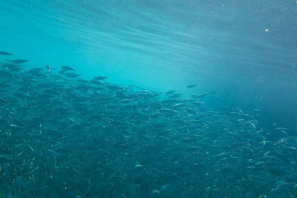 Büyük Okyanus balık sürüsü.
