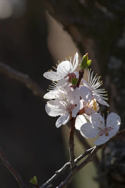 Цветок абрикосового дерева . — стоковое фото