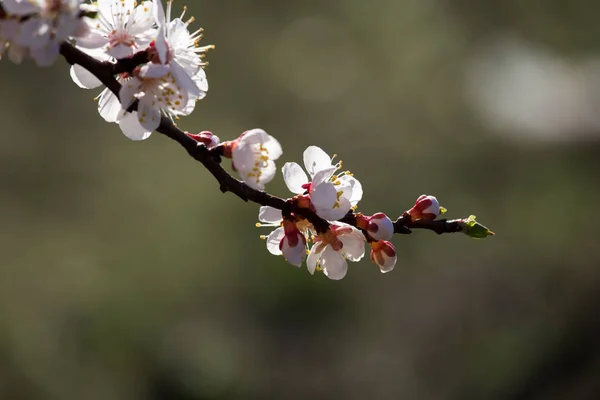 Apricot tree blossom flower. — Stock Photo, Image