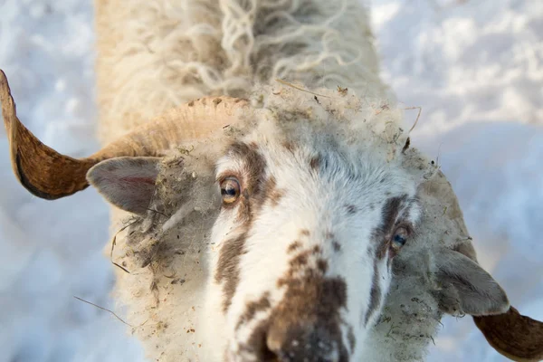 A herd of sheep on a farm in a winter day Royalty Free Stock Images