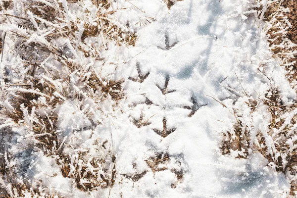 Fußabdrücke der Schneevögel. — Stockfoto