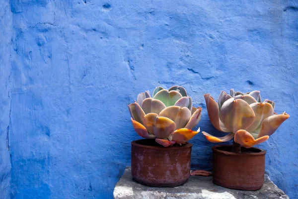 Potted plants stand near the blue wall