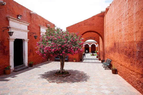 Saint Catalina, Arequipa, Peru 'daki manastırda bir ağaç yetişiyor.
