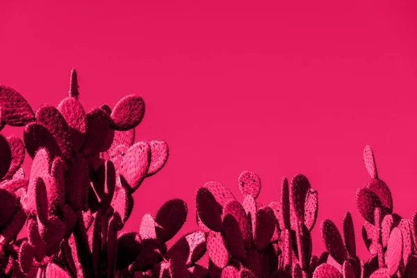 Pembe arka planda pembe kaktüsler. Popüler sanat tarzında işleniyor. Yapıştırıcı kopyala
