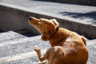 Merdivenlerde kırmızı köpek var.