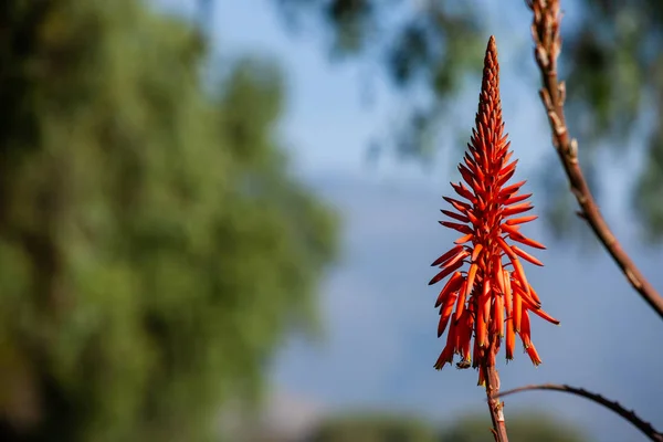 Çiçekli aloe şamdan Aloe ağaç kesimleri, çok sayıda koni şeklinde cilt yüzeyi olan cilt bakımı..
