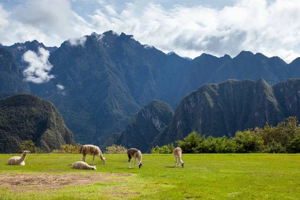 Lama ve alpakalar dağların arka planında çimenlikte — Stok fotoğraf